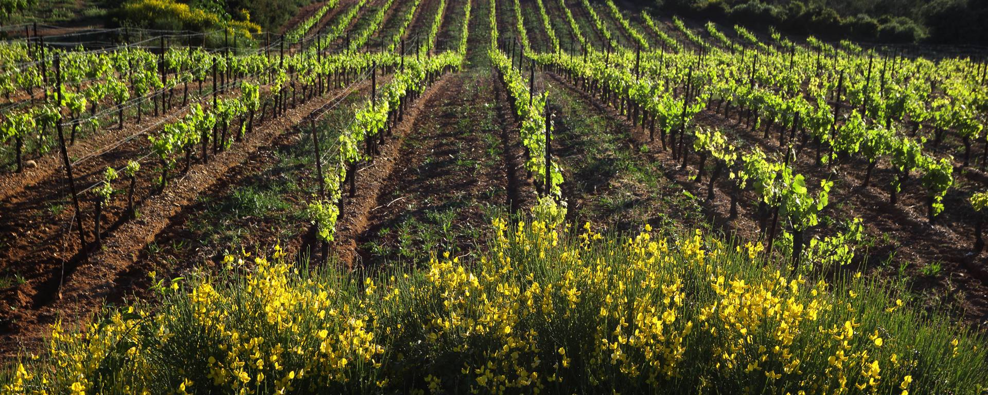 Vignobles ©G.Souche