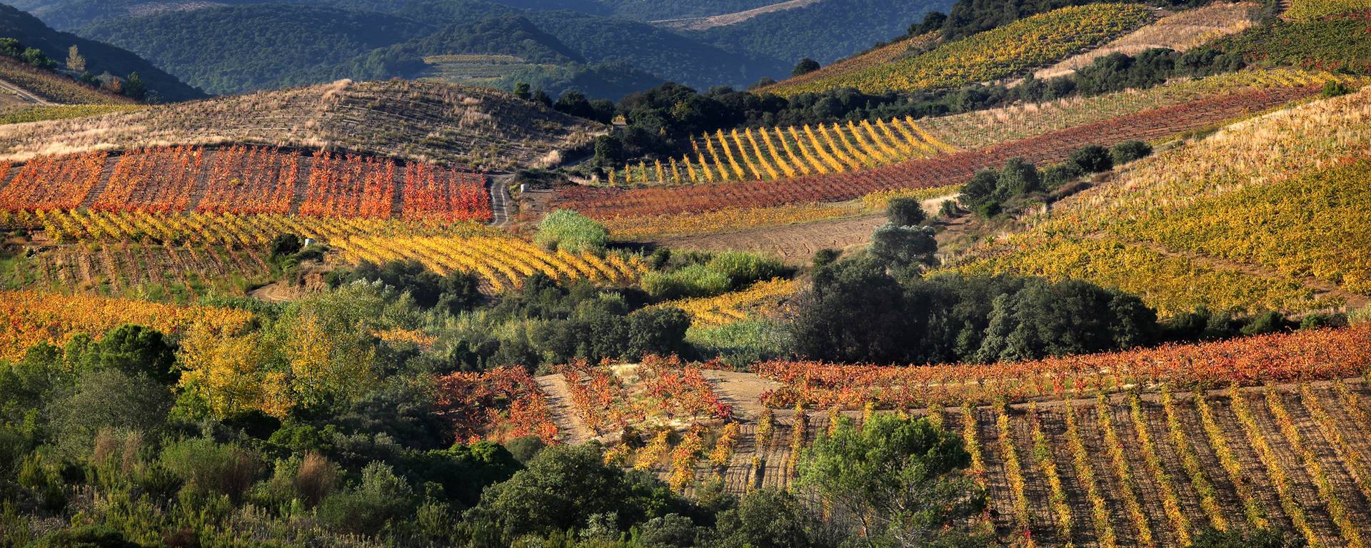 Paysage vignes