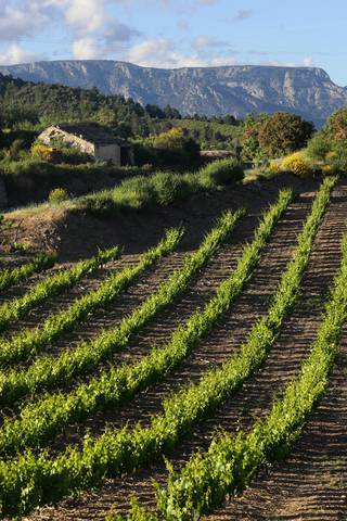 Vignobles et Caroux © Georges Souche