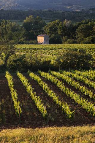 Vignoble ©G.Souche