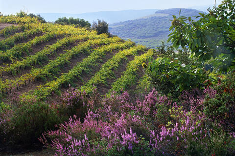 Vignobles et contreforts ©G.Souche