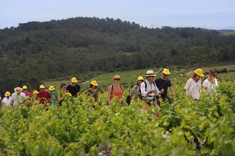 groupe de randonneurs au coeur des vignobles Minervois, Saint-Chinian, Faugères