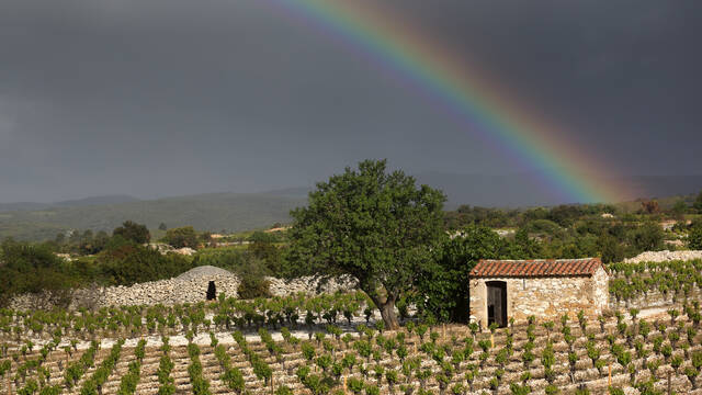 Vignoble de Saint Jean de Minervois ©G.Souche-PHLV