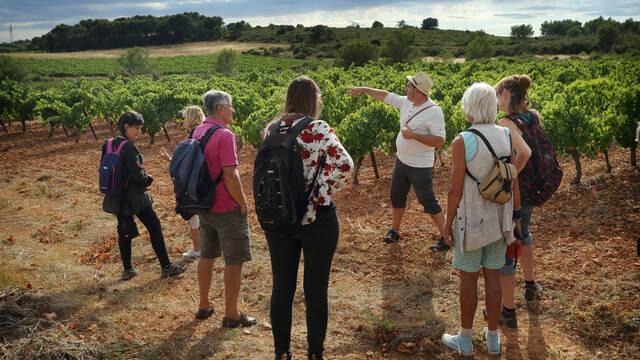 Balade dans les vignes © Georges Souche