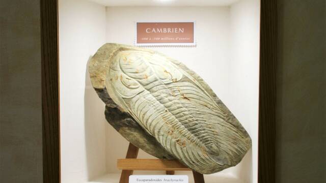 Trilobite de la Maison du Cambrien à Berlou ©F.Renerre