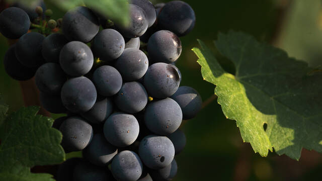 Grappe de raisin ©G.Souche