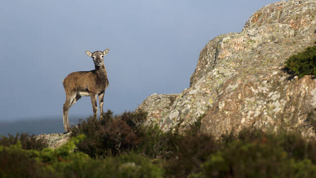 Mouflon sur le Caroux©G.Souche-Payshlv