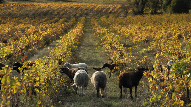 Désherbage bio dans les vignobles de Faugères ©G.Souche