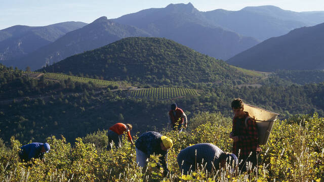 Vendanges ©G.Souche