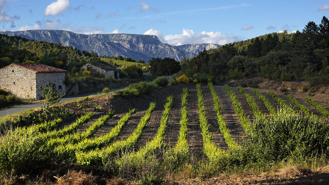 Vignobles Berlou Roquebrun ©G. Souche
