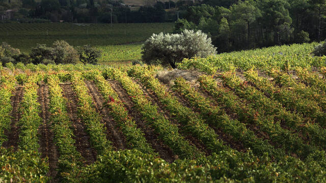 Vignobles de Saint-Chinian et oliviers ©. G. Souche