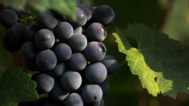 Grappe de raisin ©.G.Souche