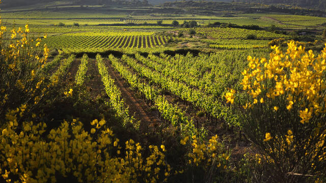 les Vignobles ©G.Souche