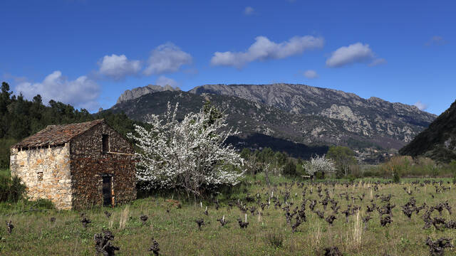 Mazet cerisier Languedoc Sud France