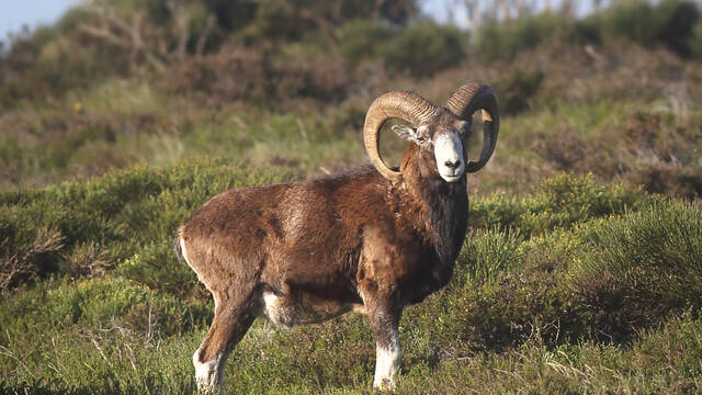 mouflon