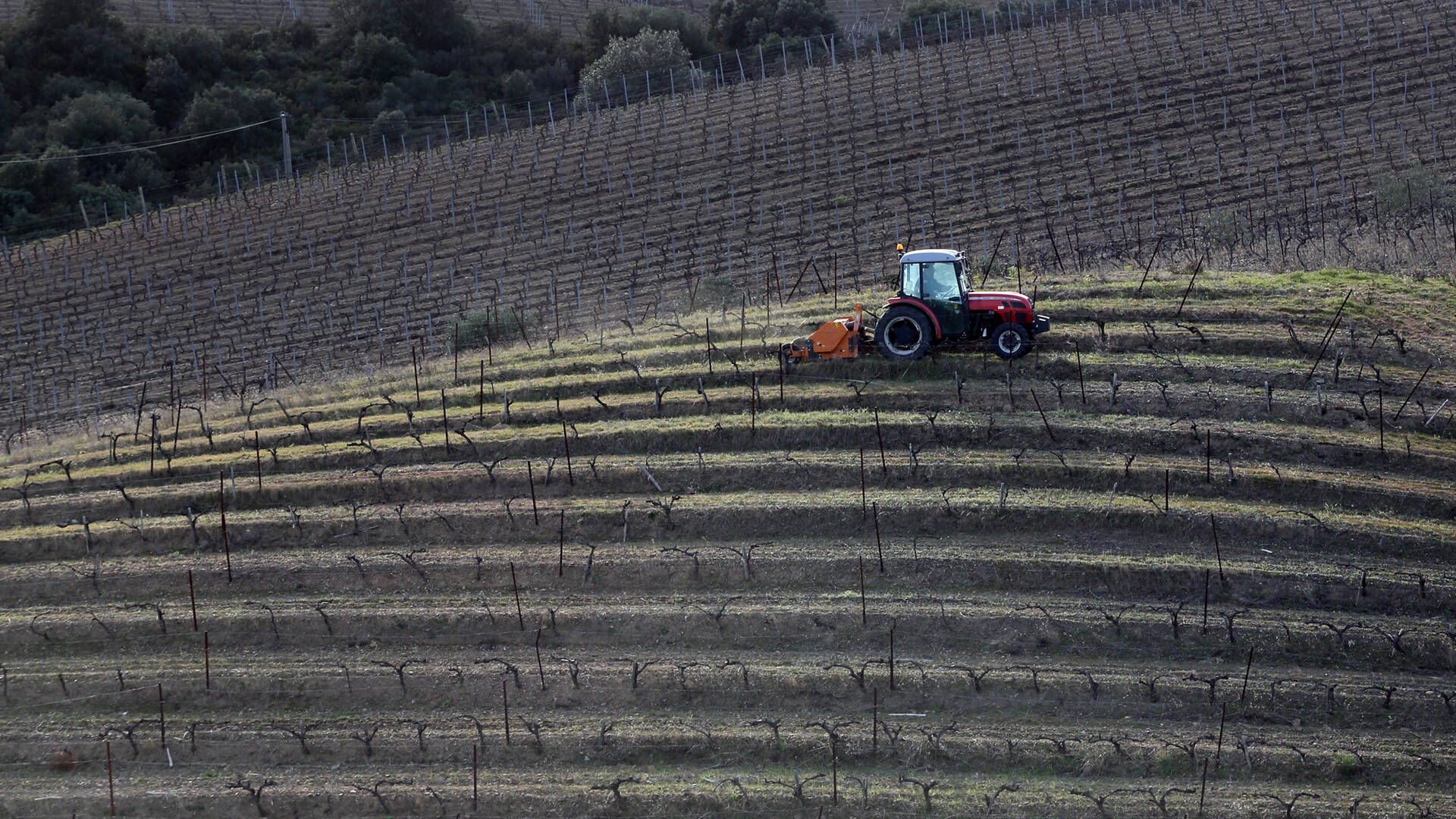 Tracteur dans les vignes de Faugères @G.Souche