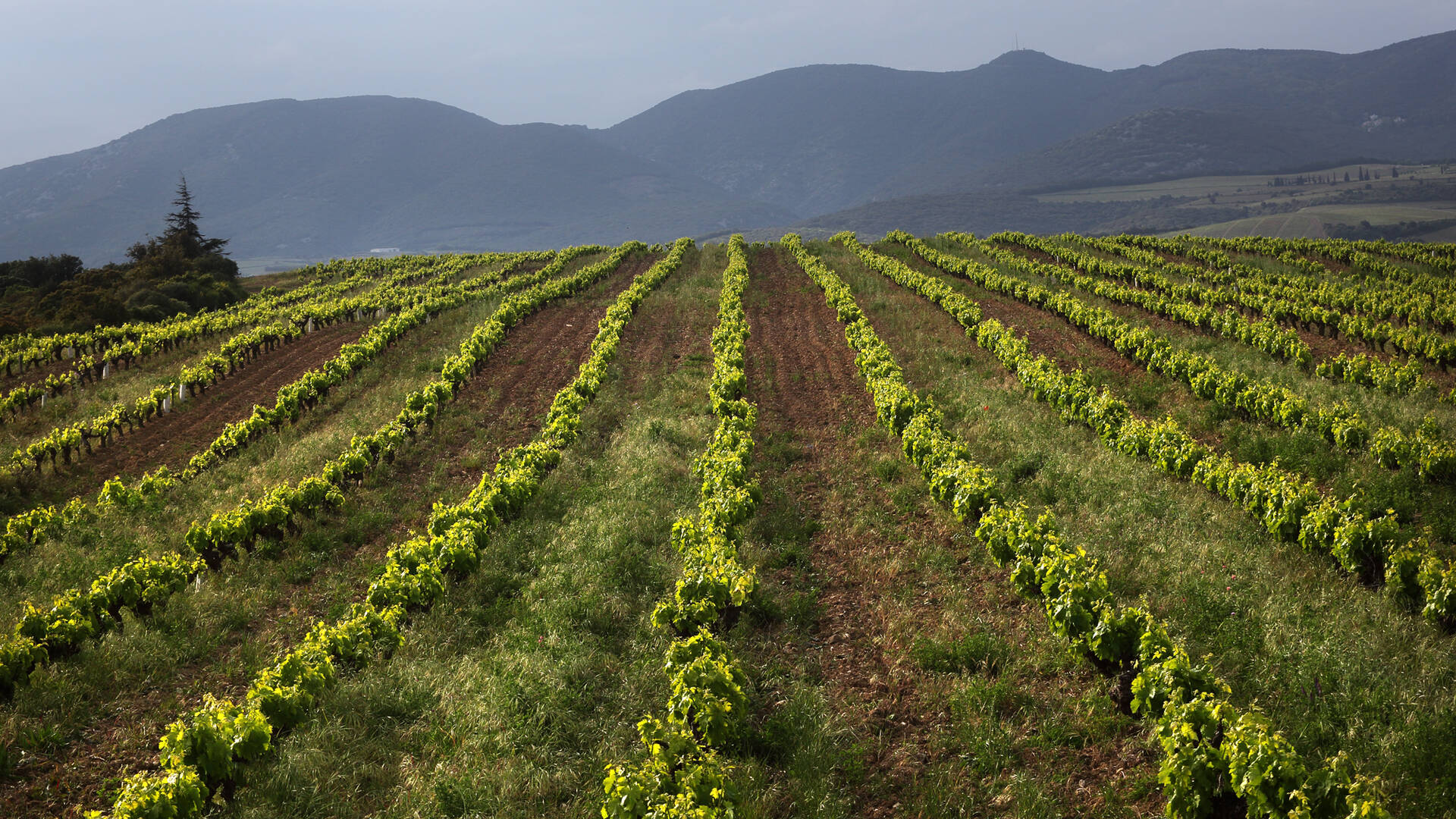 Vignobles de Faugères @G.Souche