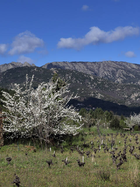 Mazet cerisier Languedoc Sud France