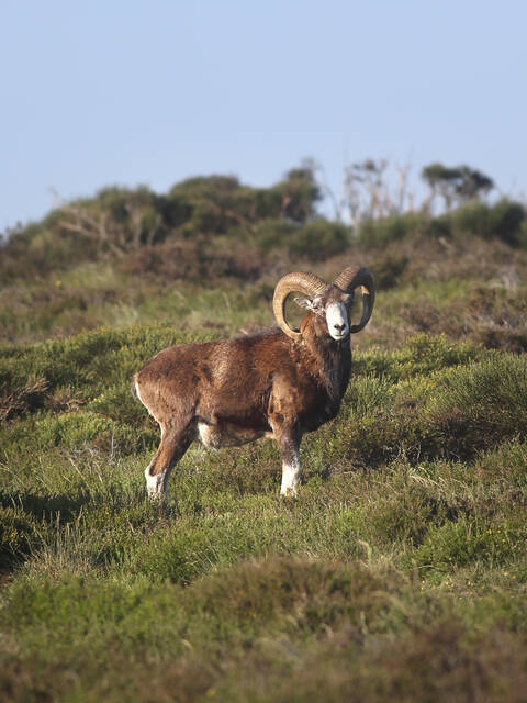 mouflon