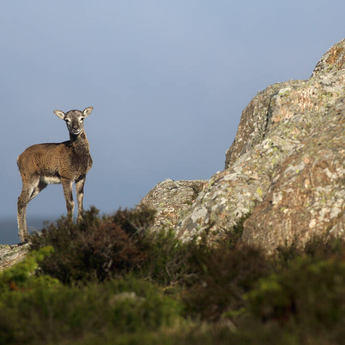 Jeune mouflon du Caroux©G.Souche-PayshLV