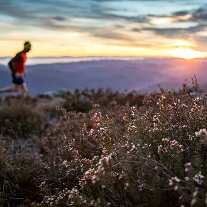 Trail Montagne du Caroux©A.Allies-PHLV