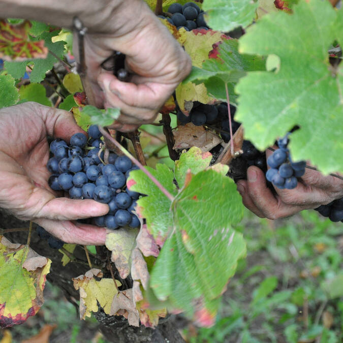 Vendanges © L.Abadie